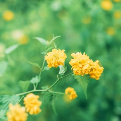 上古卷轴刀锋手游果盘版下载